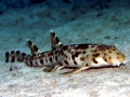 Epaulette Shark