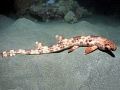 Epaulette Shark
