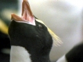 Erect-crested Penguin