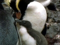 Erect-crested Penguin