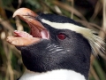 Erect-crested Penguin