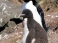 Erect-crested Penguin