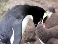 Erect-crested Penguin