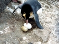 Erect-crested Penguin
