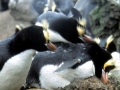 Erect-crested Penguin