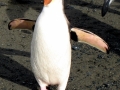 Erect-crested Penguin
