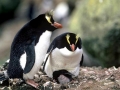 Erect-crested Penguin