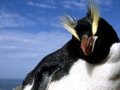 Erect-crested Penguin