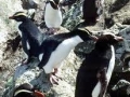 Erect-crested Penguin