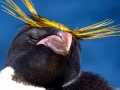 Erect-crested Penguin