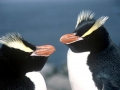Erect-crested Penguin