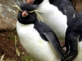 Erect-crested Penguin