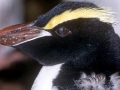 Erect-crested Penguin