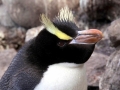 Erect-crested Penguin