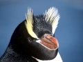 Erect-crested Penguin