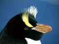 Erect-crested Penguin