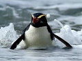 Erect-crested Penguin