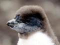 Erect-crested Penguin