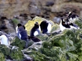 Erect-crested Penguin