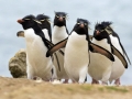 Erect-crested Penguin