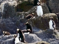 Erect-crested Penguin