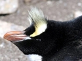 Erect-crested Penguin