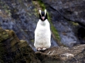 Erect-crested Penguin