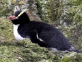 Erect-crested Penguin