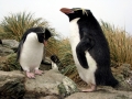 Erect-crested Penguin
