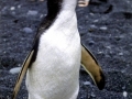 Erect-crested Penguin