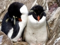 Erect-crested Penguin