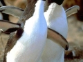 Erect-crested Penguin