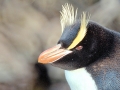 Erect-crested Penguin