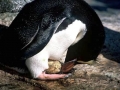 Erect-crested Penguin