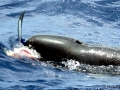 False Killer Whale