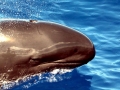 False Killer Whale