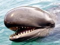 False Killer Whale
