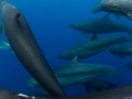False Killer Whale