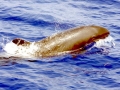 False Killer Whale