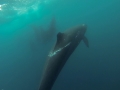 False Killer Whale