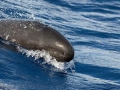 False Killer Whale