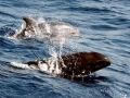 False Killer Whale