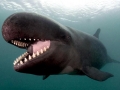 False Killer Whale