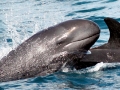 False Killer Whale