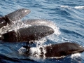 False Killer Whale