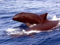 False Killer Whale