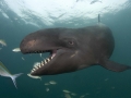 False Killer Whale