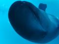False Killer Whale