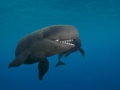 False Killer Whale