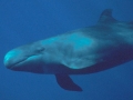 False Killer Whale